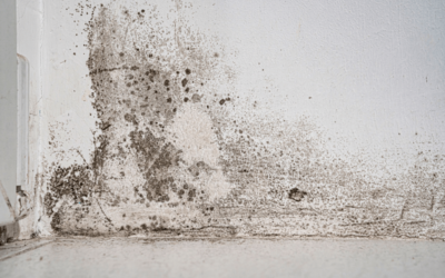 Signs You Have Mold Inside Walls And How To Deal With It