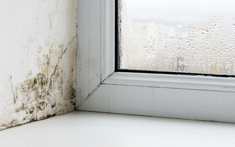 Signs Your Home May Need A Mold Inspection