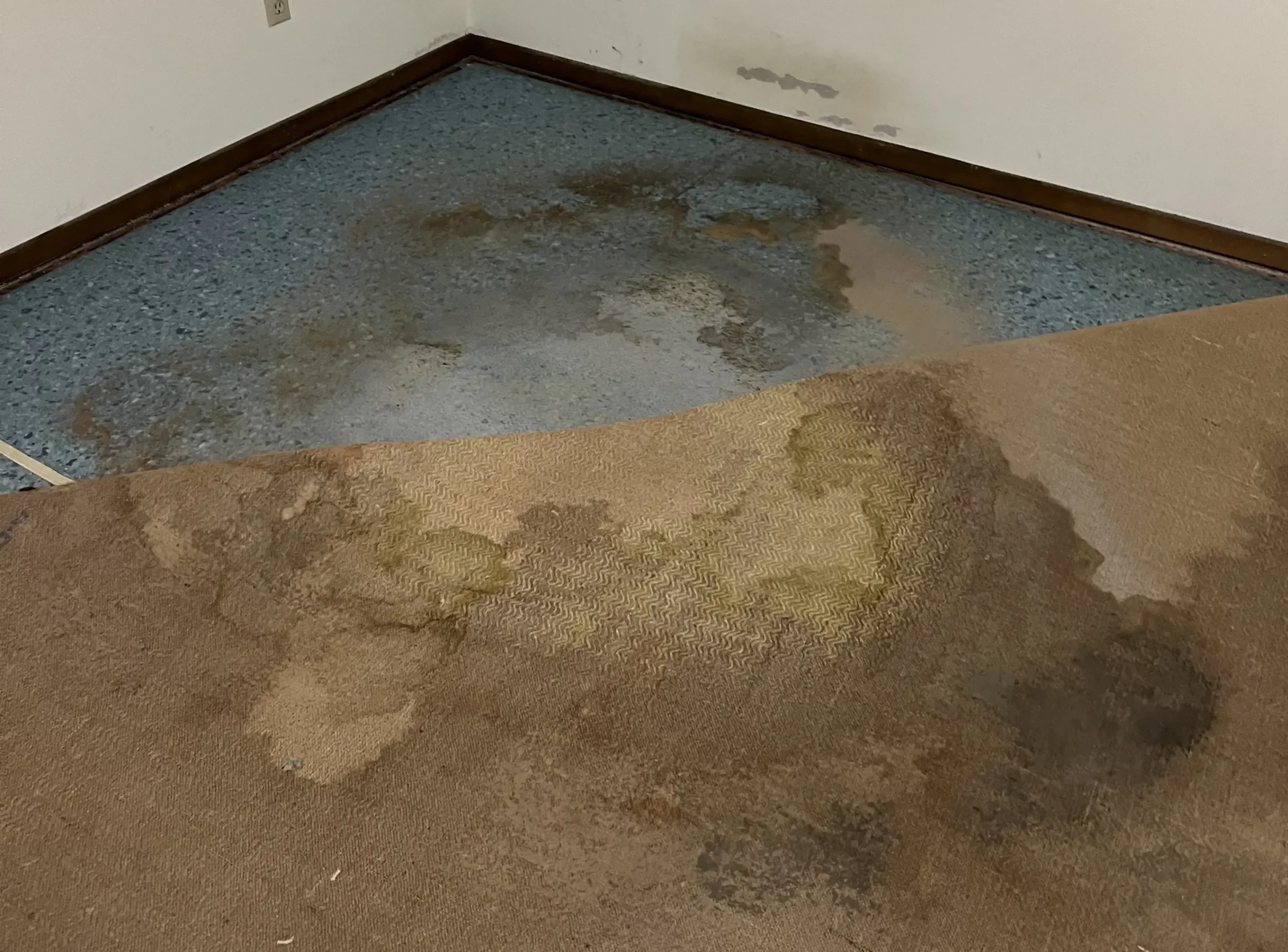 Lifted carpet exposing padding for a closer inspection